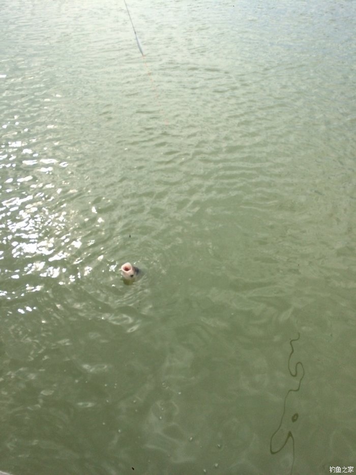 新手入门鱼竿推荐品牌,新手入门推荐鱼竿