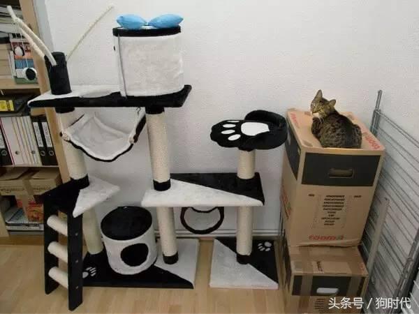 喵星人平常很高冷,喵星人高冷