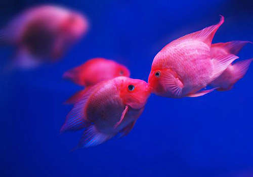 怎么挑选鱼视频教程,鱼粮该怎样挑选有秘诀