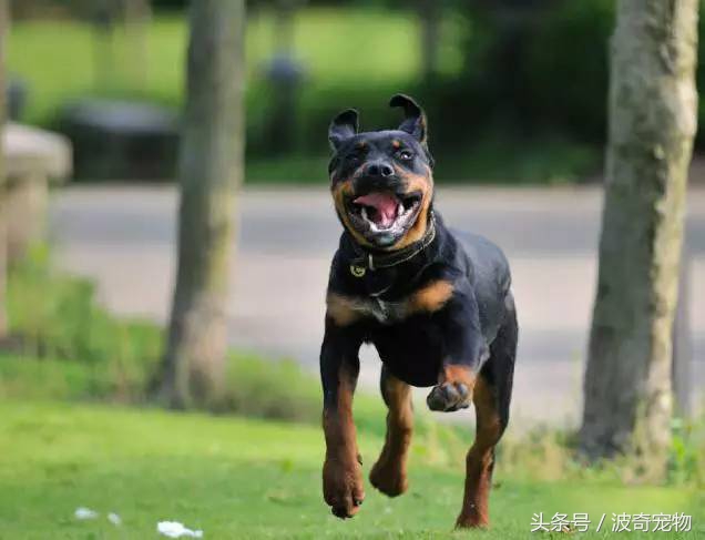 狗狗品种大全图片及简介,狗狗的所有类型品种大全介绍