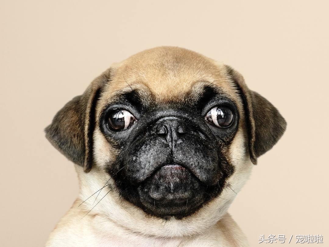 鍘熷垱鐙楃嫍琛ｆ湇,鍘熷垱鐙楃嫍鎻掔敾涓汉缁樼敾鐖卞ソ