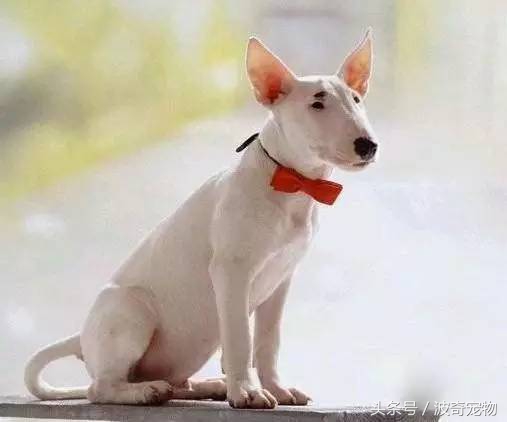 狗狗品种大全带你走进狗狗的世界,狗狗品种大全看看你认识几种