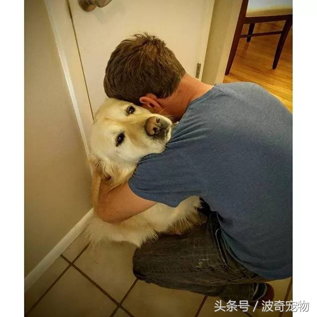 狗狗和你亲的几个表现,当你和你家的狗对视