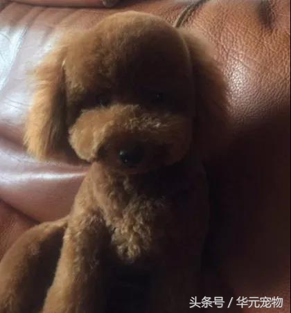 《天使不再流浪》Vol84：狗狗有细小，如果你喜欢，求你把牠治好