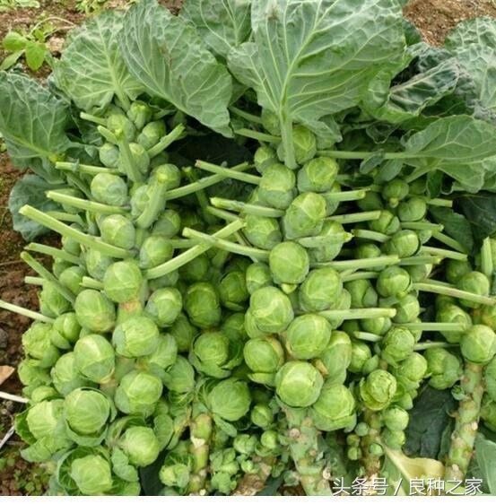 餐桌上常见的本土作物是什么,10种常见的粮食作物