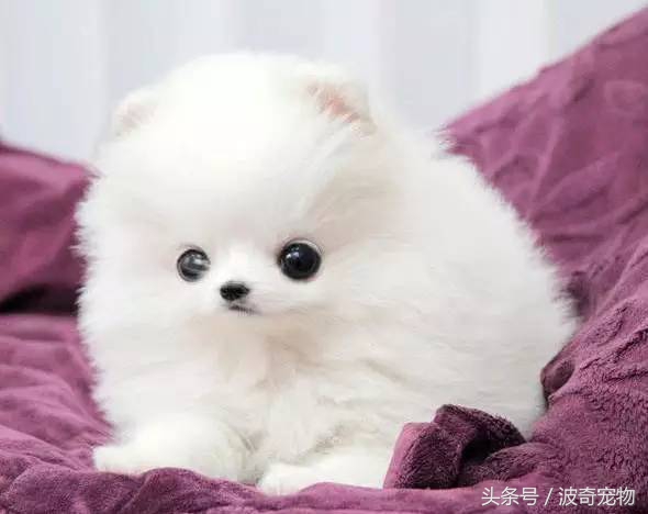 狗狗品种大全图片及简介,狗狗的所有类型品种大全介绍