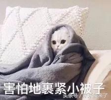 我家猫咪很害怕我怎么办,养猫咪一个月还是很凶怎么办
