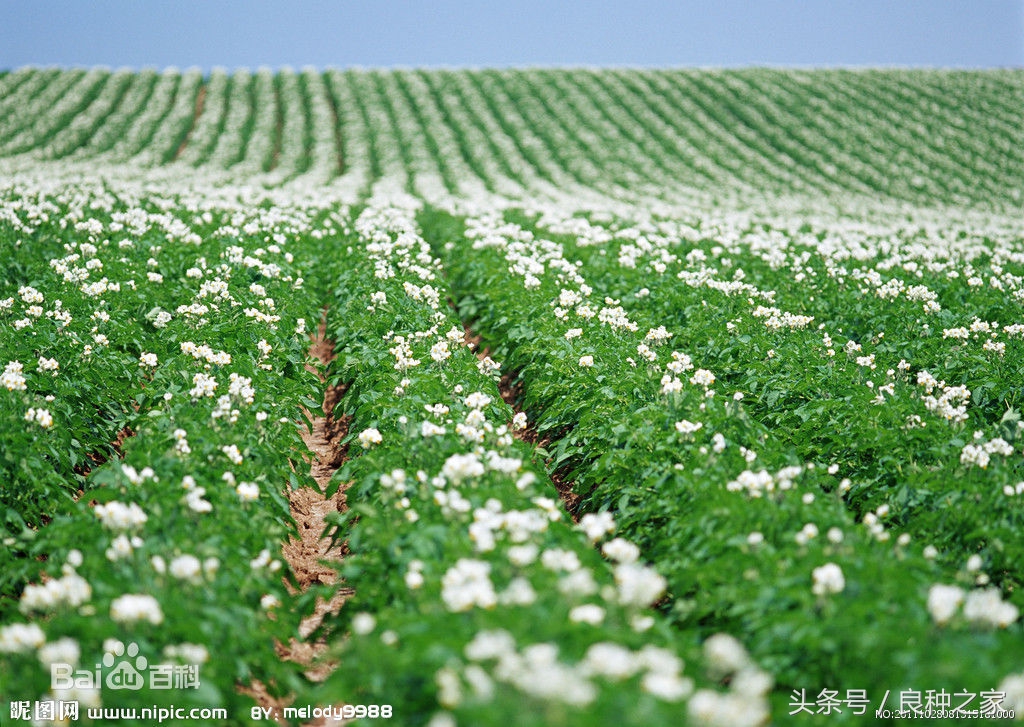 餐桌上常见的本土作物是什么,10种常见的粮食作物
