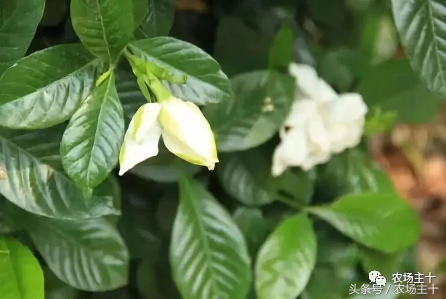 成功的休闲农庄需要具备哪些条件,做休闲农庄必须考虑的几个问题