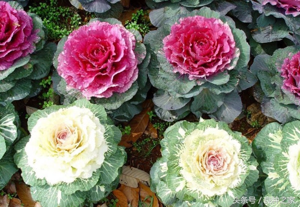 餐桌上常见的本土作物是什么,10种常见的粮食作物