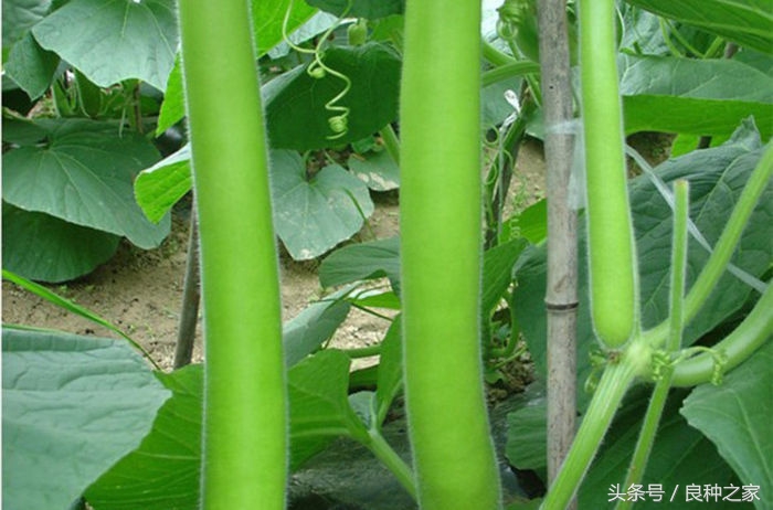餐桌上常见的本土作物是什么,10种常见的粮食作物