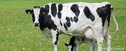 奶牛产后应该如何打理,奶牛产后护理及注意事项