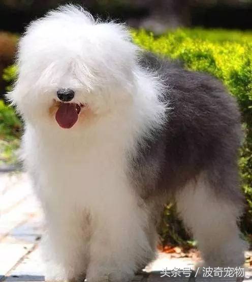 狗狗品种大全带你走进狗狗的世界,狗狗品种大全看看你认识几种