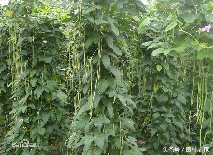 餐桌上常见的本土作物是什么,10种常见的粮食作物