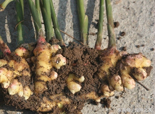 餐桌上常见的本土作物是什么,10种常见的粮食作物