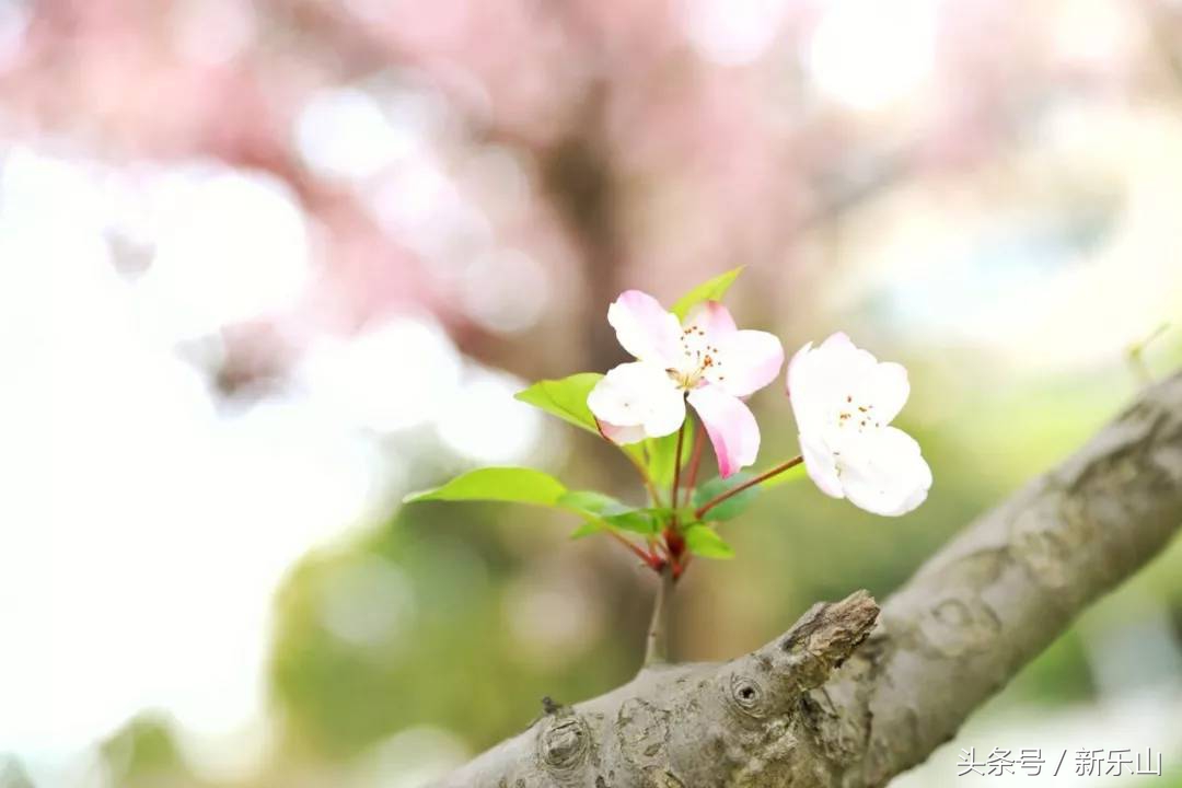 乐山的春天有多美,没去过乐山大佛但感觉去过