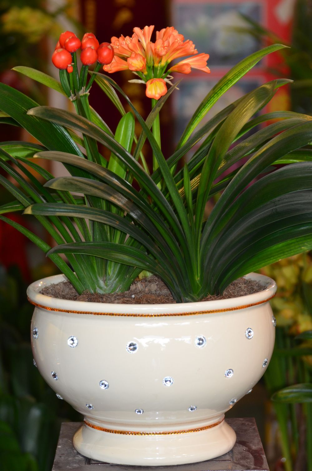 富贵花十种最吉利的花,哪些名花家里好养