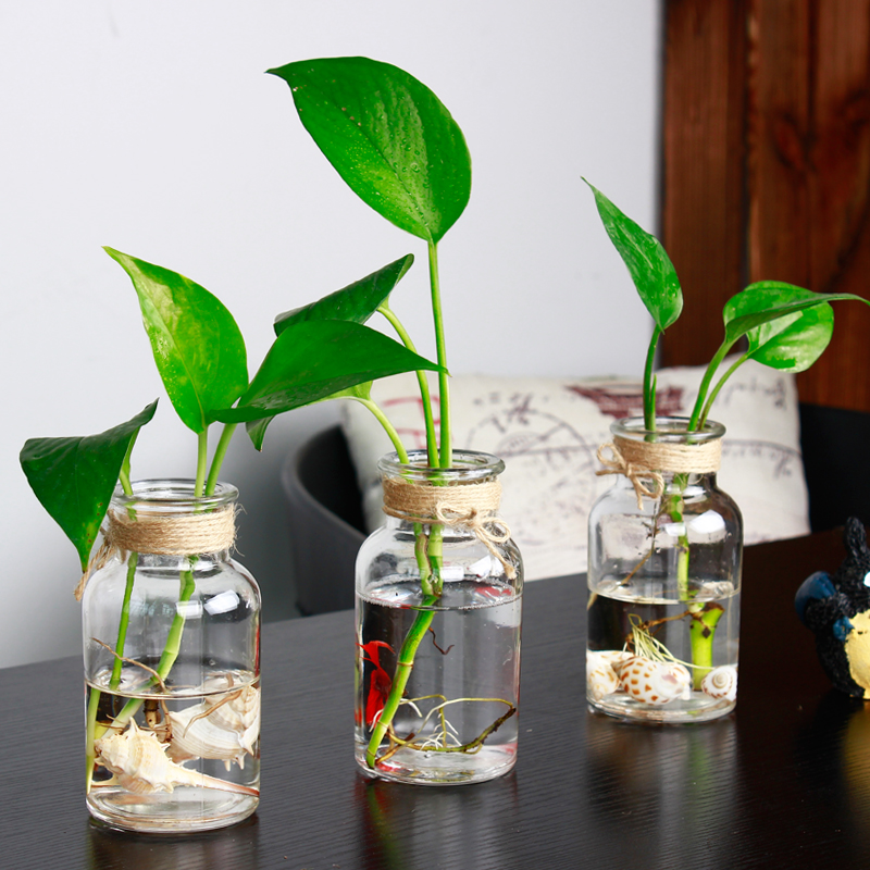 一盆绿萝就能让房子洋气到不行,绿萝改造大房子