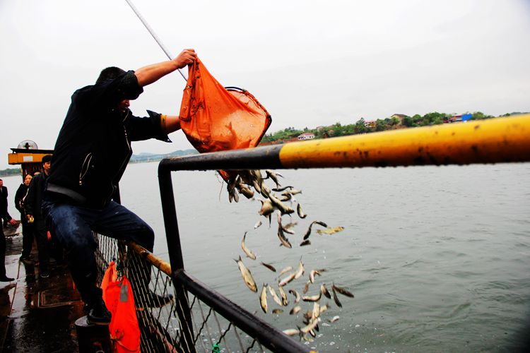 湟鱼洄游全过程,湟鱼洄游障碍