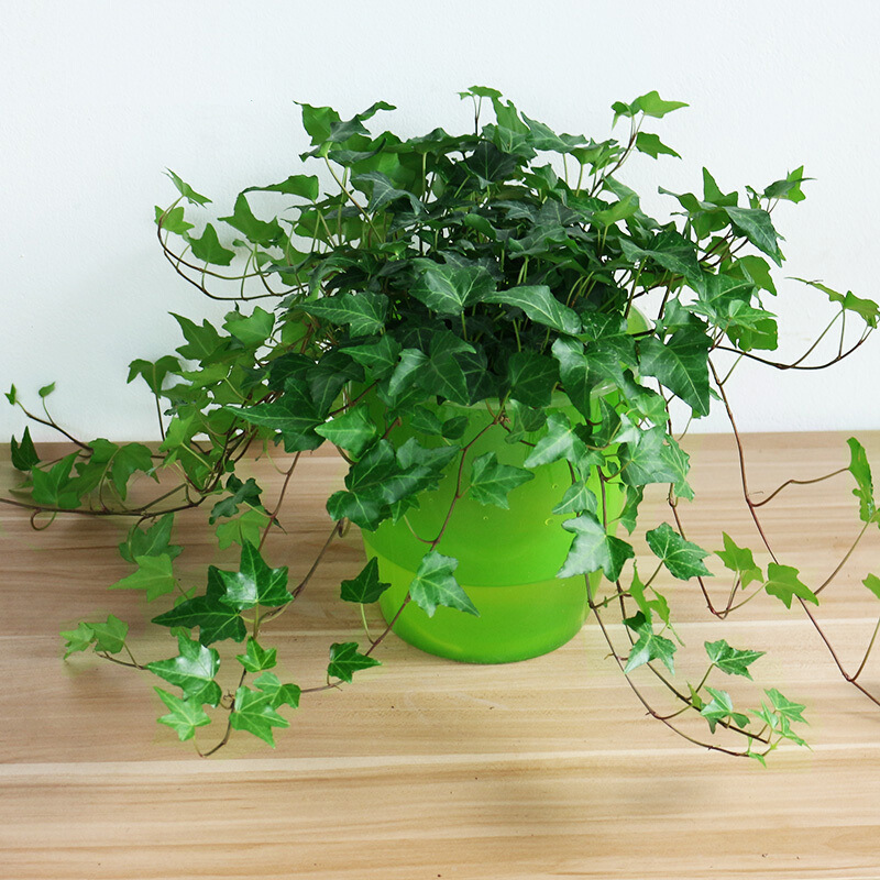 新家养什么花可以除甲醛,家里室内必养哪四种花