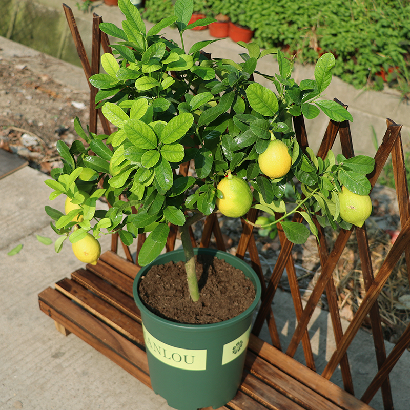 漂亮女人适合养什么花,适合盆栽的女人花