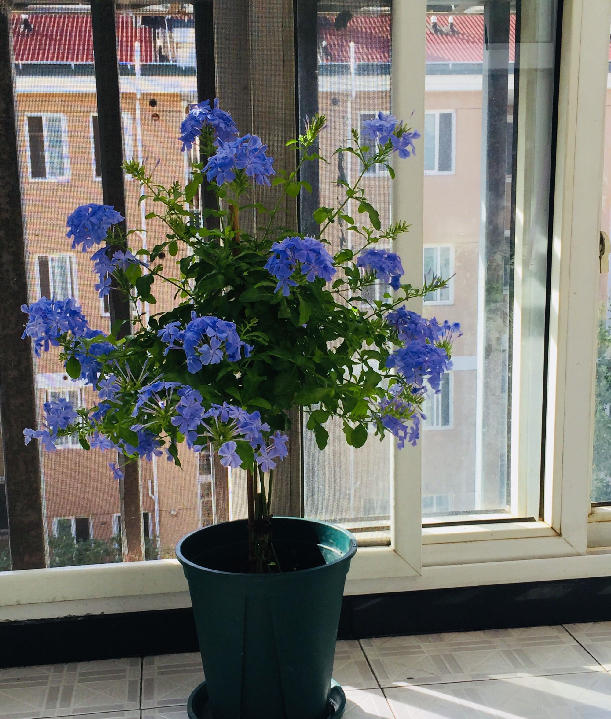 扦插花的快速生根法,哪些花卉可以用扦插的方法插活