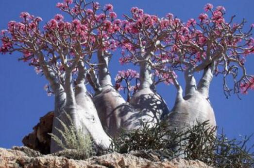 家里养的富贵花让你养几年才会开,客厅富贵花大全