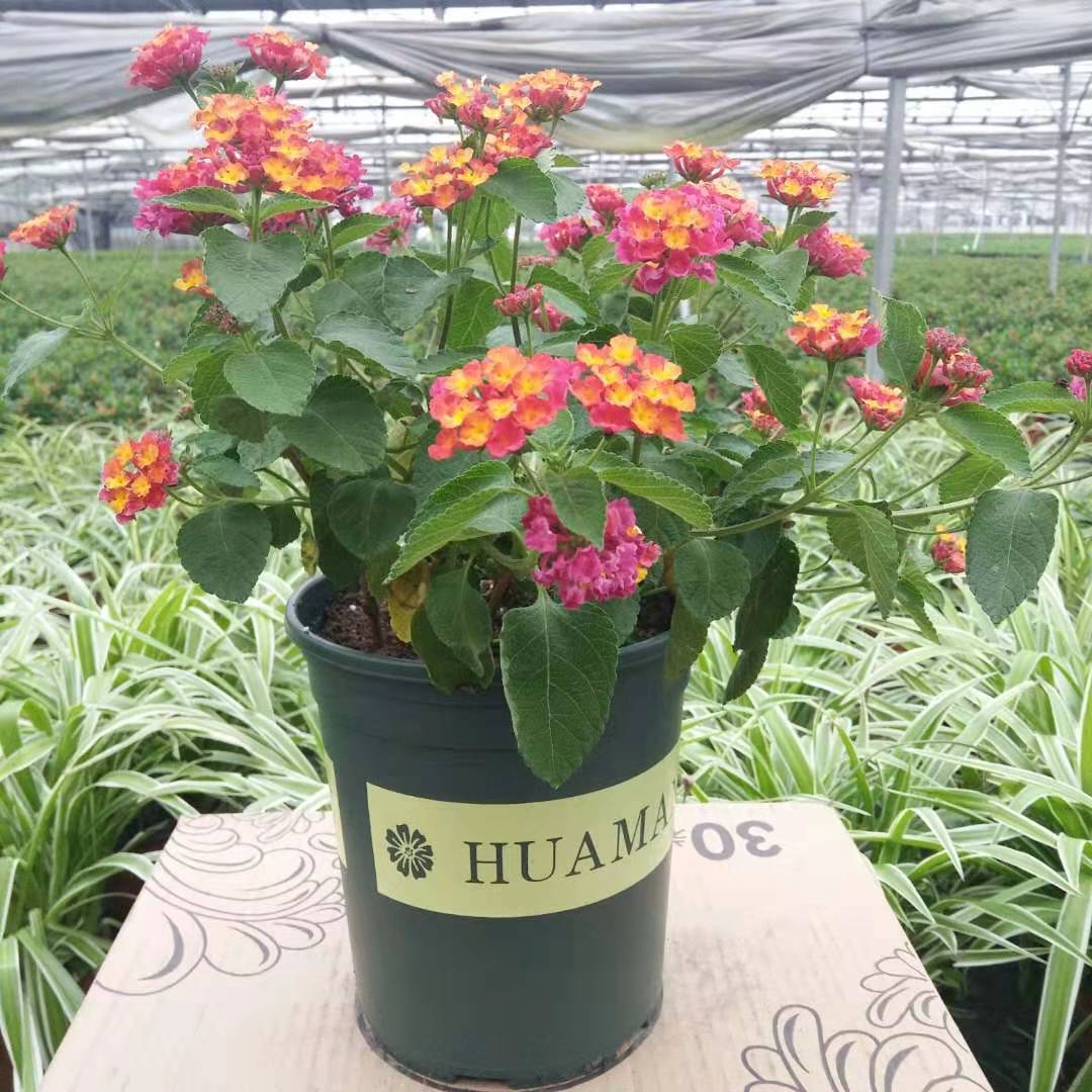 屋里烟味大养什么植物,家里最忌讳养的植物