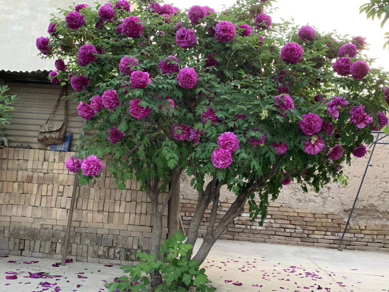 适合家里养的名贵树种,家种柿子树不富也得富