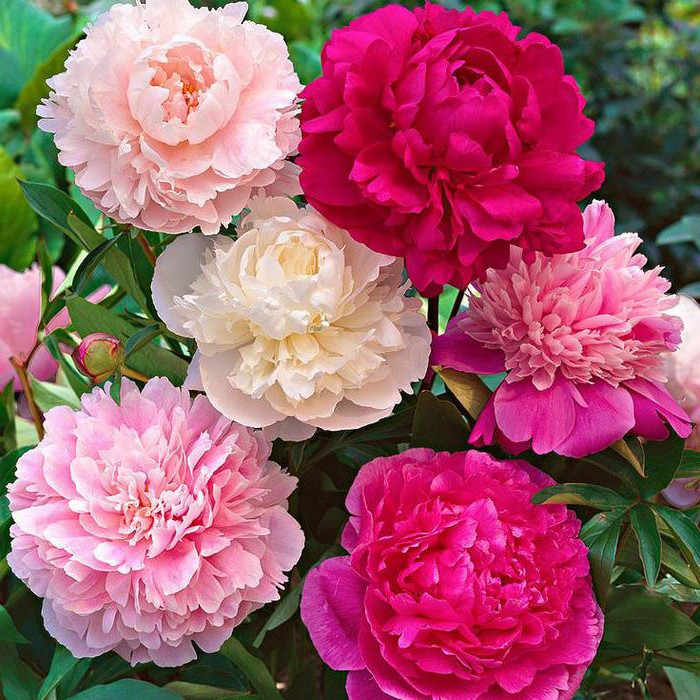 富贵花十种最吉利的花,哪些名花家里好养