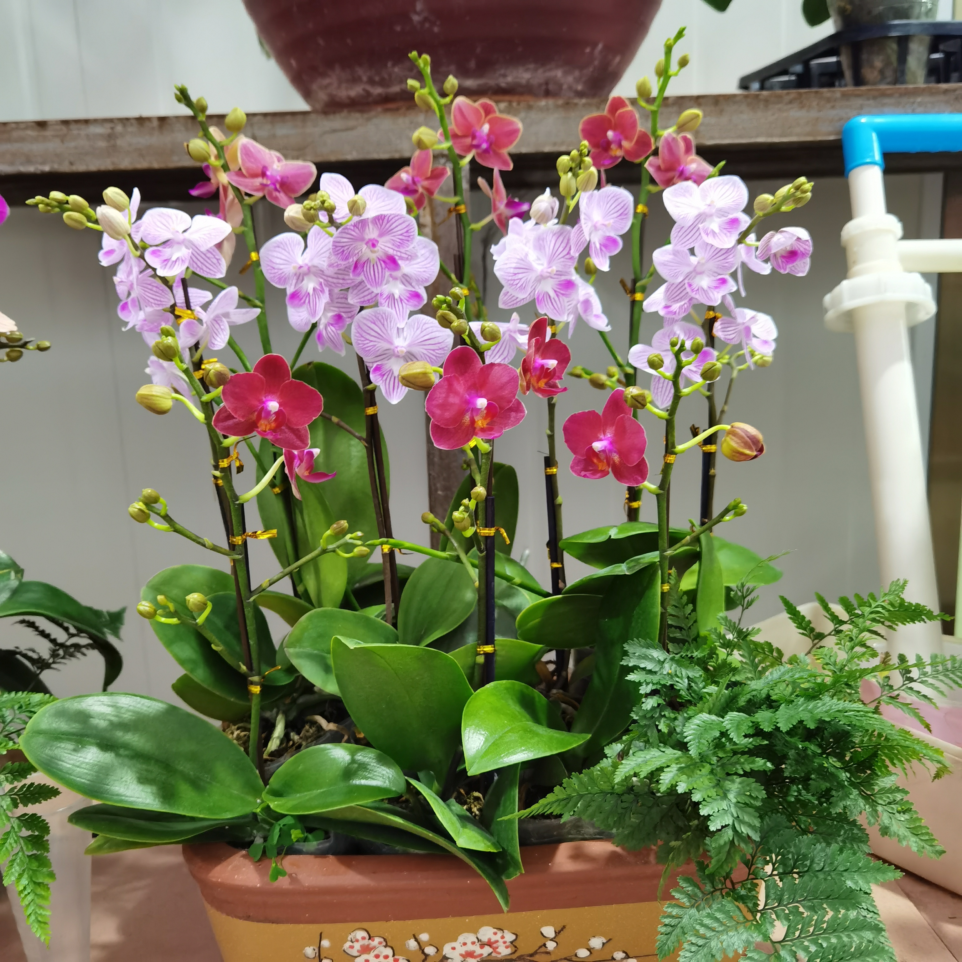 好养的贵族花,4种花便宜好养又漂亮