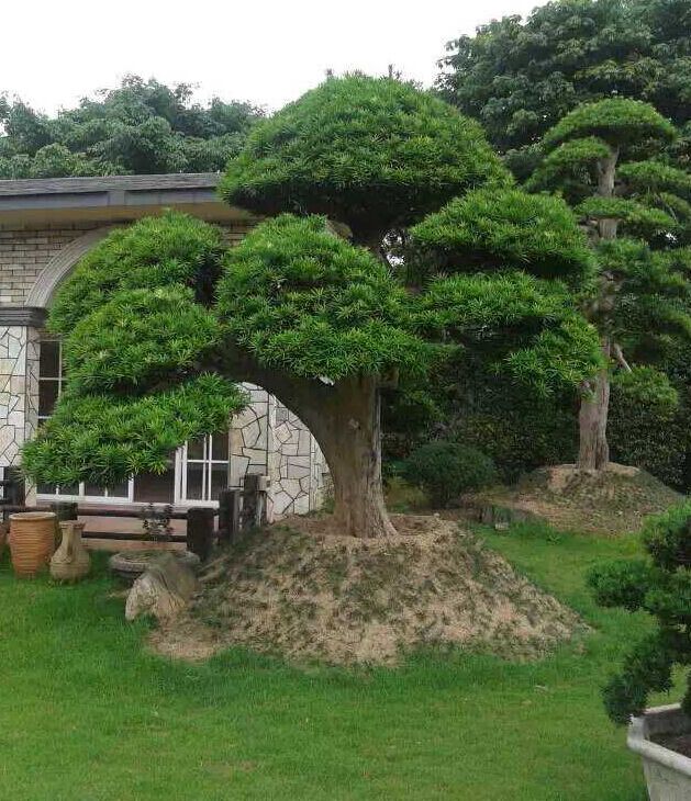 家里的花别瞎养5种招财开运花,室内放什么花转运