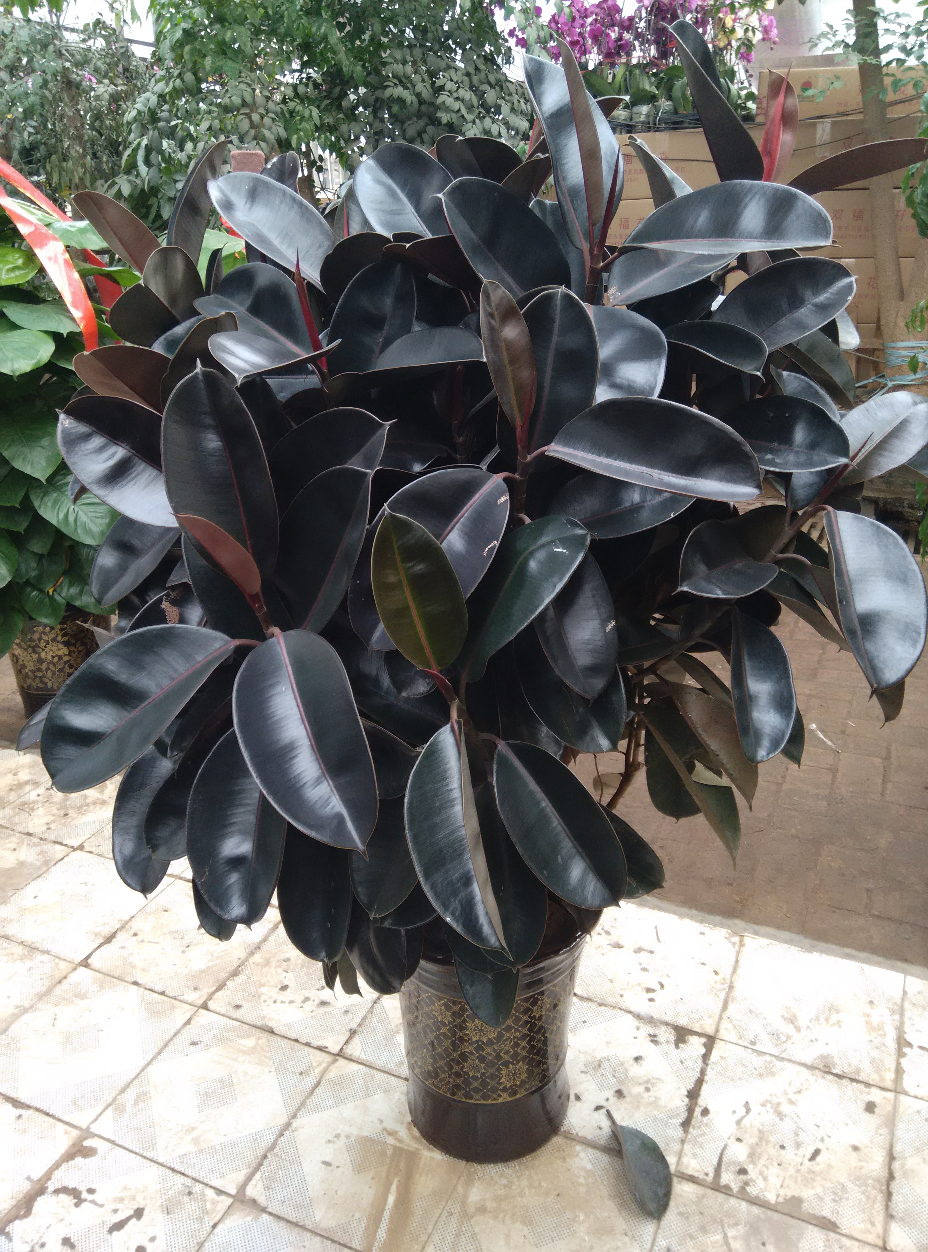 水里倒点酒，给花擦一擦，油光锃亮，比打激素还灵