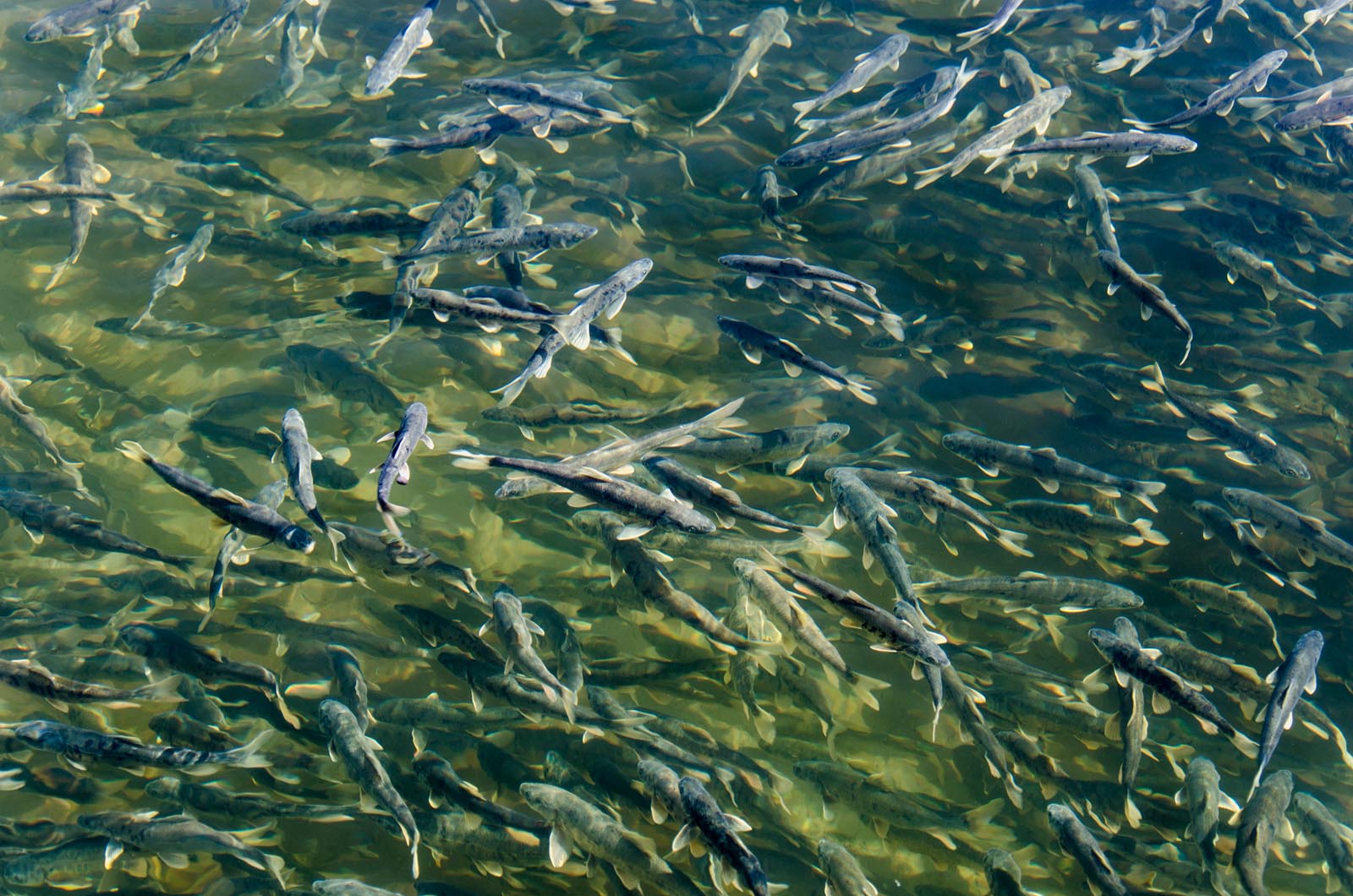 湟鱼洄游全过程,湟鱼洄游障碍