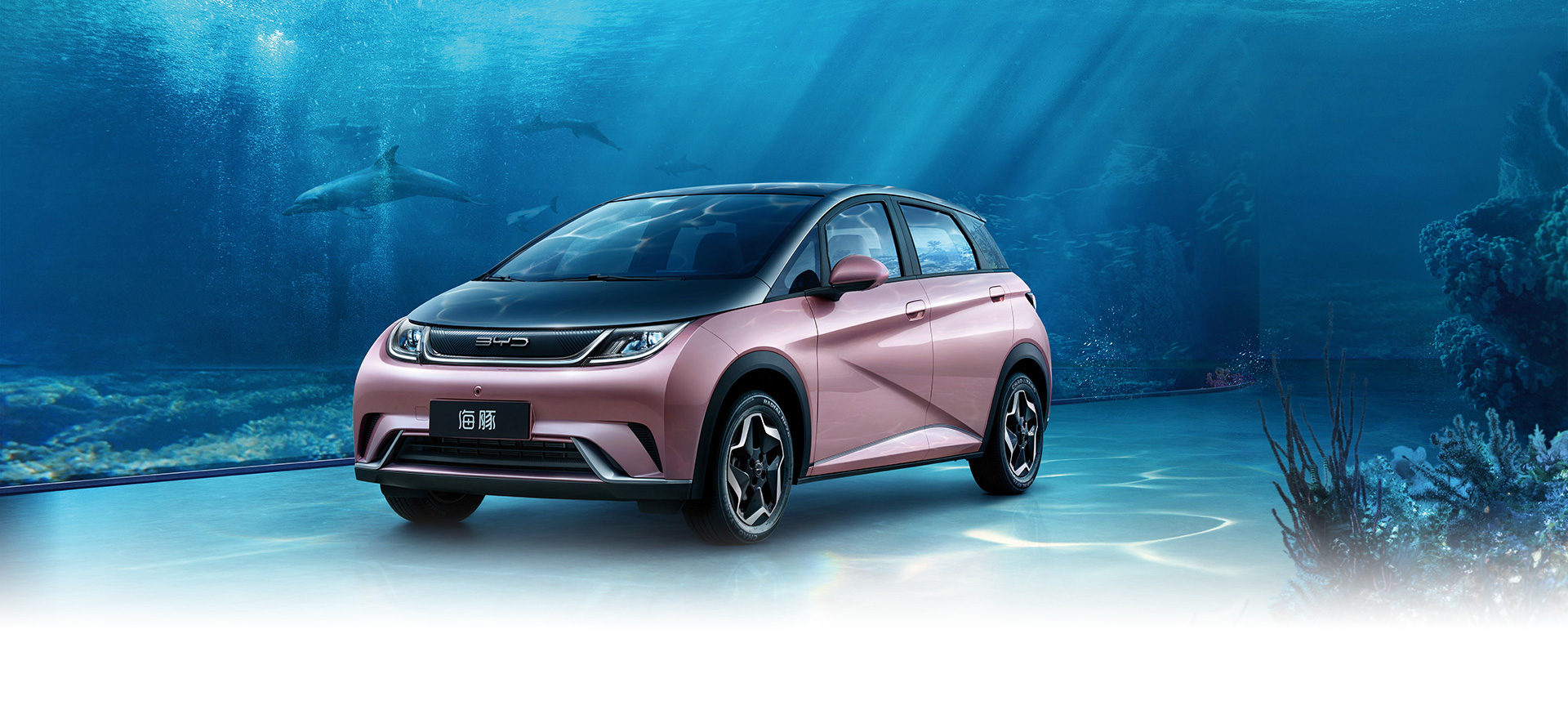 海豚预售价,海豚限时钜惠