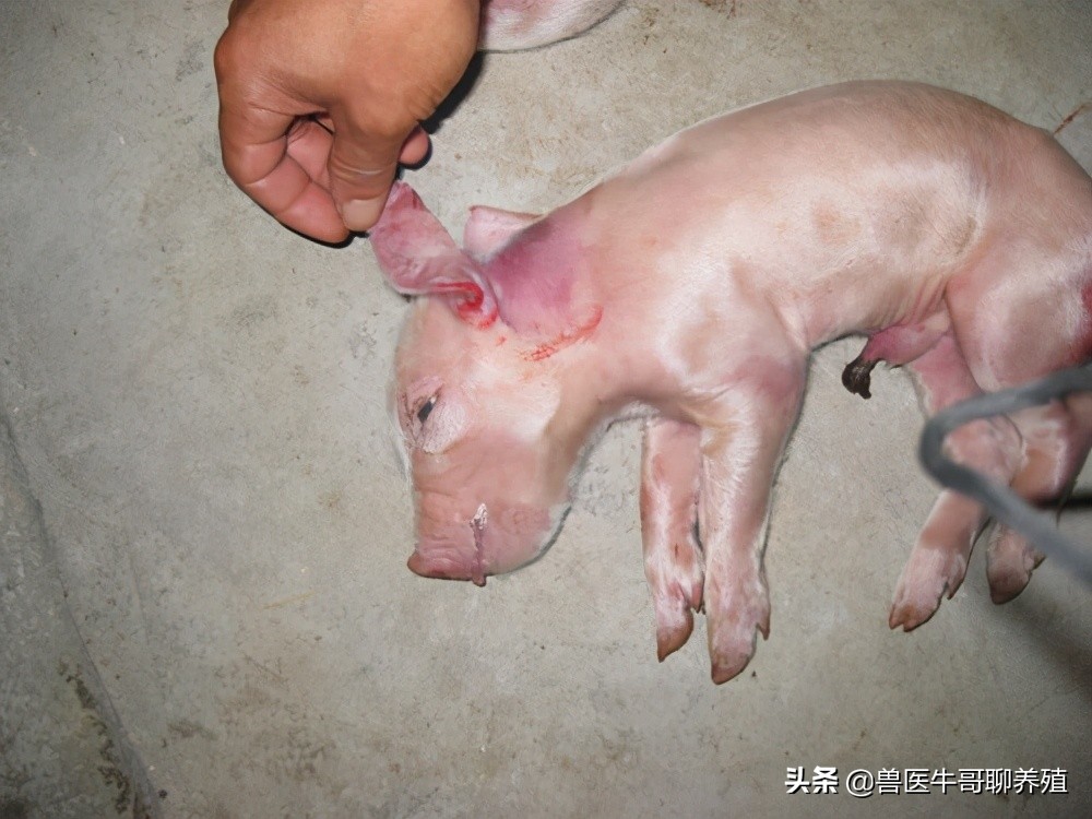 母猪下崽慢,母猪生小猪好慢是怎么回事