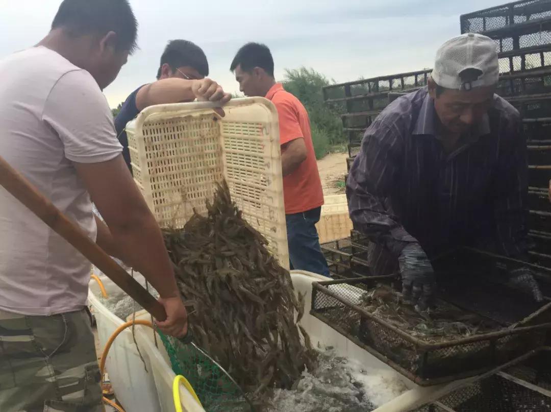 厉害！这个百万养虾大户，被评为全县淡水养殖状元！