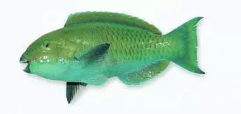 目前最顶级的海鲜鱼,世界上最顶级的海产鱼类