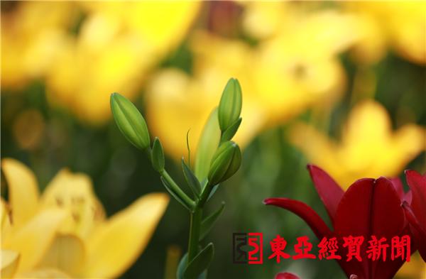 长春公园芍药花陆续绽放,长春公园百合图片大全