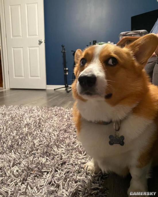 为什么要卖星期狗有什么好处,关于星期狗你了解多少