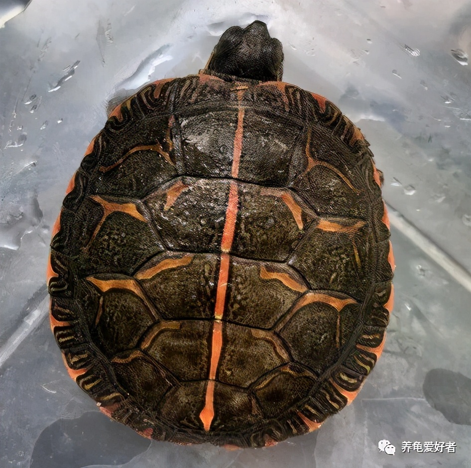 锦龟简介,东部锦龟是巴西龟吗