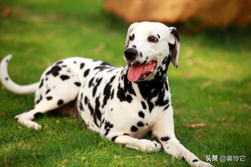 斑点狗怎么养才好,如何养好斑点狗