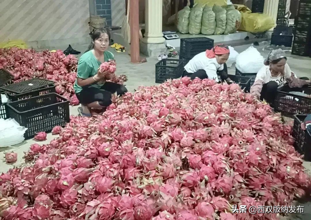 幸福打洛产业振兴路上瓜果飘香