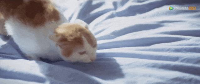 倩女幽魂聂小倩和李凯馨谁漂亮,聂小倩倩女幽魂李凯馨