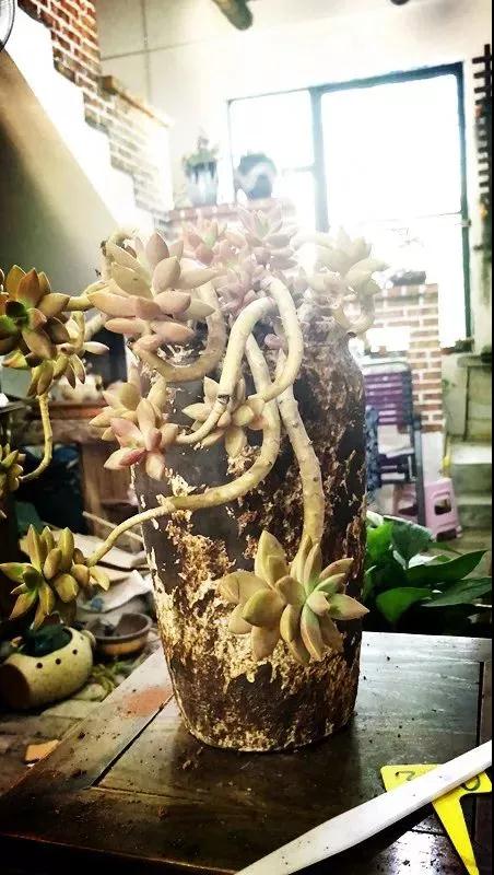 双十一买家催货搞笑段子,双十一过后的吐槽