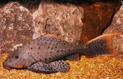 为什么异型鱼看到你会躲避,异型鱼出现问题的几个特征