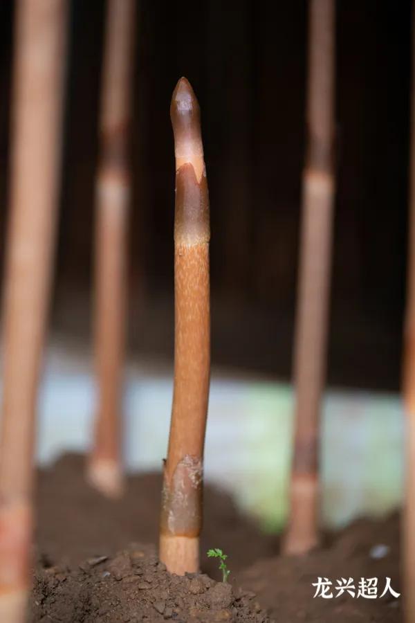 安徽道地药材天麻,天麻的道地药材