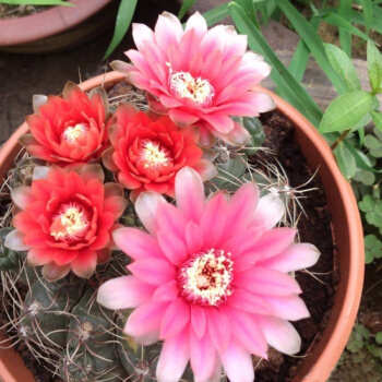 适合新手养的花仙人掌,小仙人掌盆栽怎么养才能开花