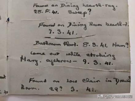 猫咪掉胡须买彩票中大奖,主人捡了一只猫咪