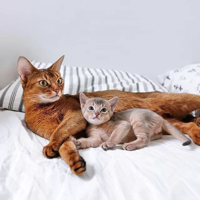 贵族阿比西尼亚猫,神秘的波斯猫